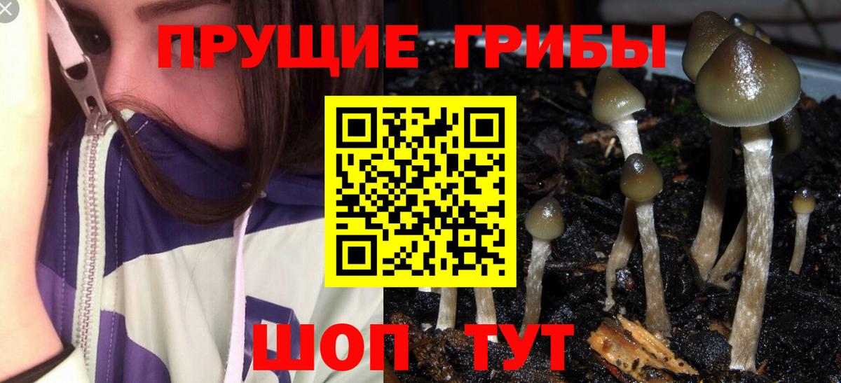 Белебей  Галлюциногенные грибы Psilocybine cubensis  Вход с VPN 